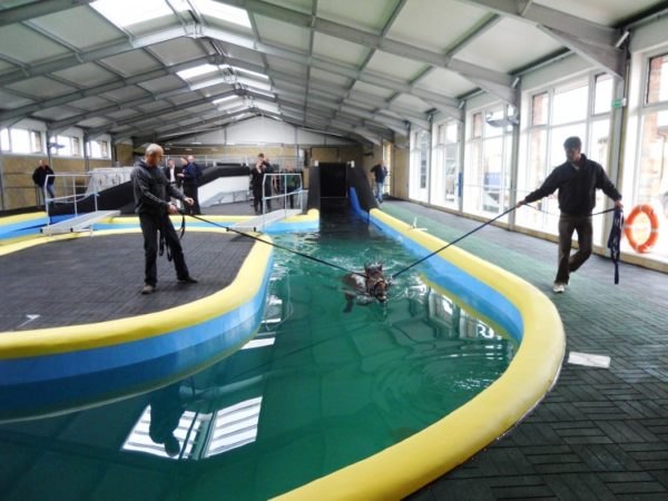 q/tyle-equine-pool-paint-protection-coating